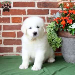 Shep, Great Pyrenees Puppy